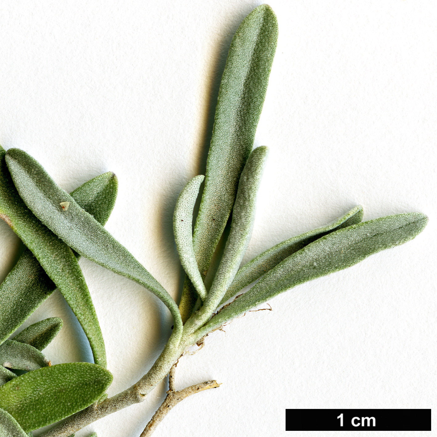 High resolution image: Family: Boraginaceae - Genus: Hormathophylla - Taxon: saxigena 